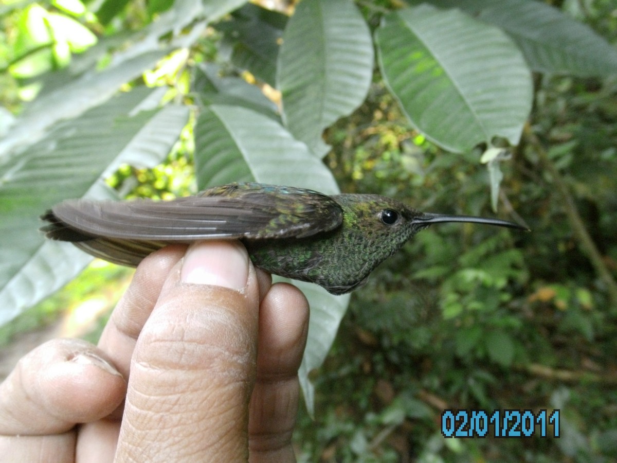 Ak Etekli Tüylü Kolibri - ML410315181