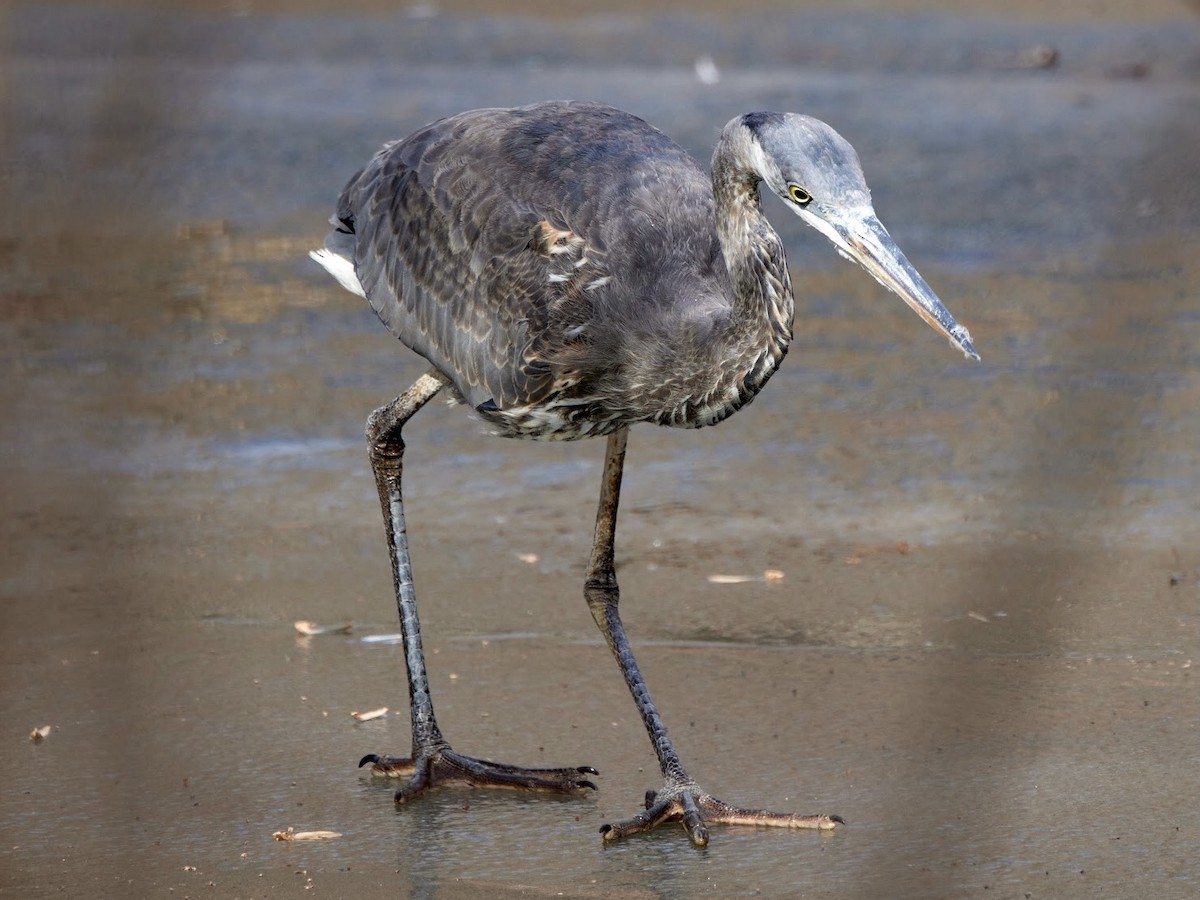 Great Blue Heron - terry VP