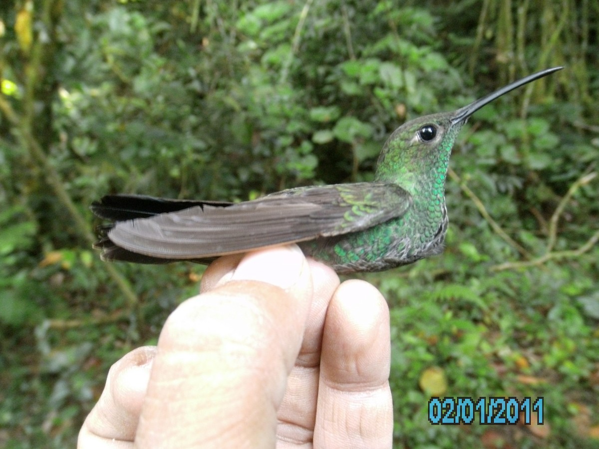 Colibrí de Buffon - ML410316041