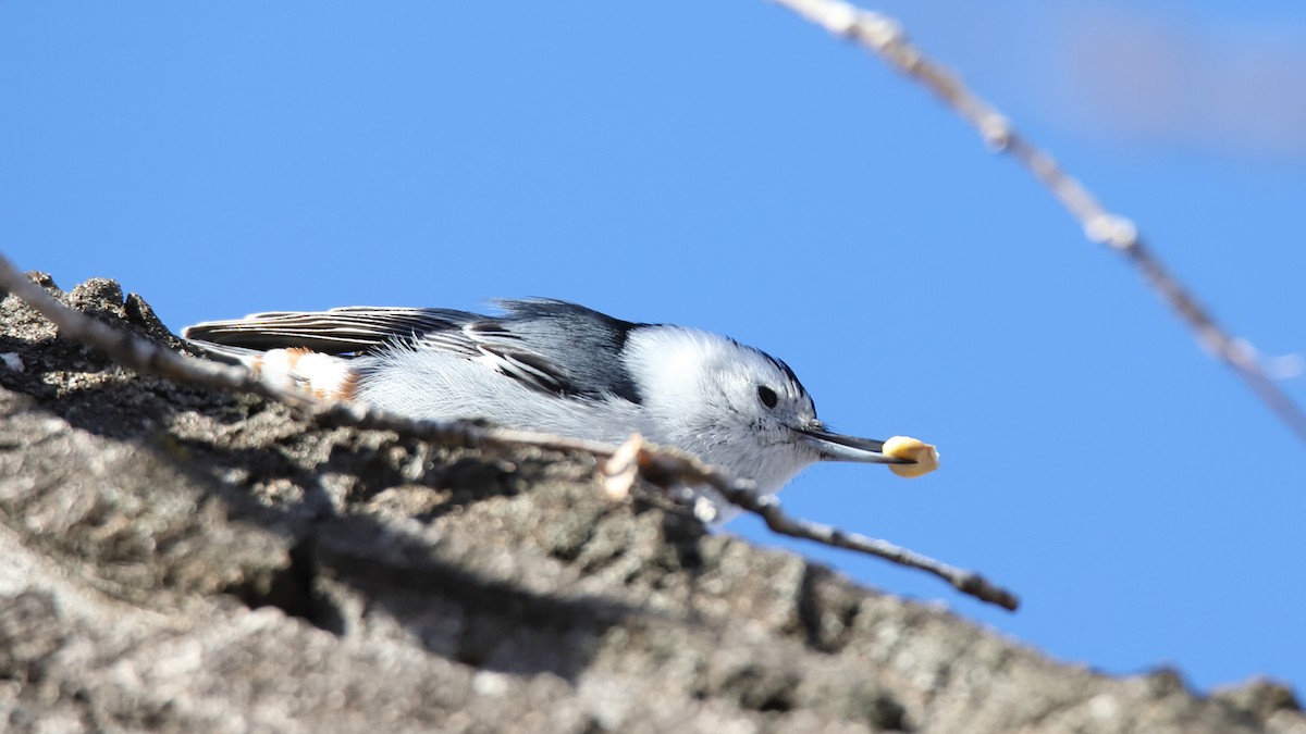 White-breasted Nuthatch - ML410316381