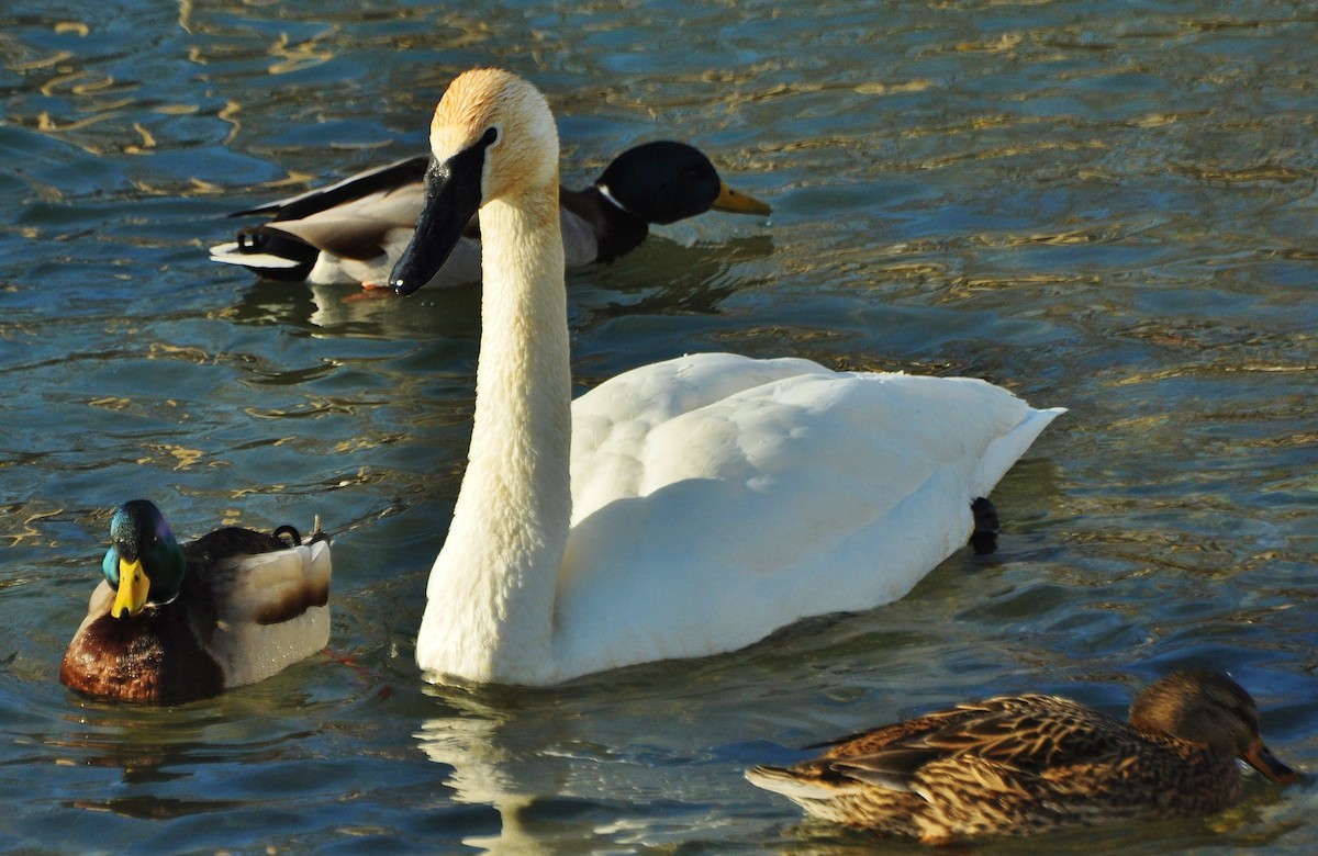 Trumpeter Swan - ML410316891