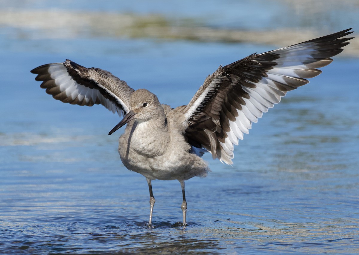 Willet (Western) - ML410320251