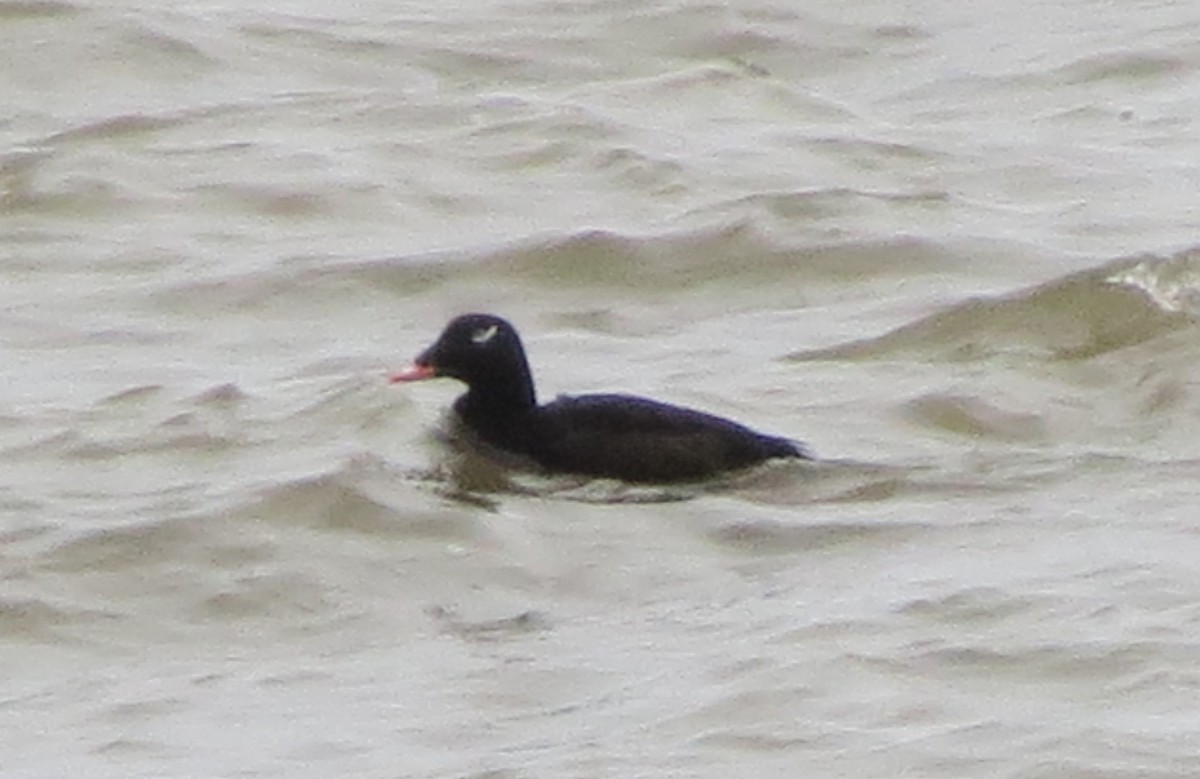 White-winged Scoter - ML41032121