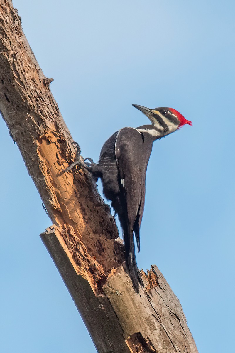 Pileated Woodpecker - Kayann Cassidy