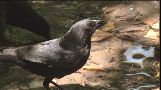 Bronzed Cowbird (Bronzed) - ML410323