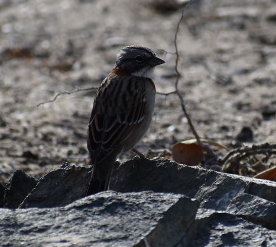 Rufous-collared Sparrow - ML410323911