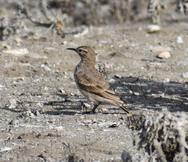 patagoniatunnelfugl - ML410324161