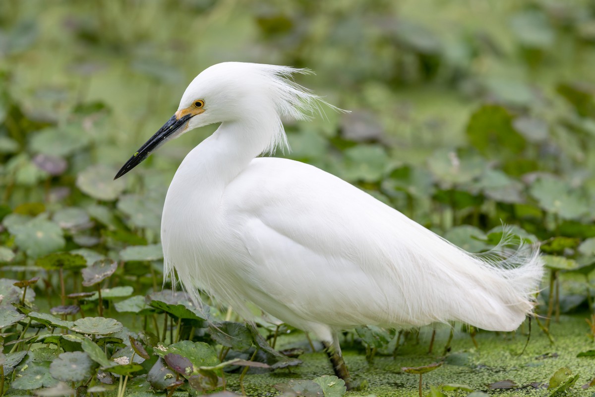 Snowy Egret - ML410327071