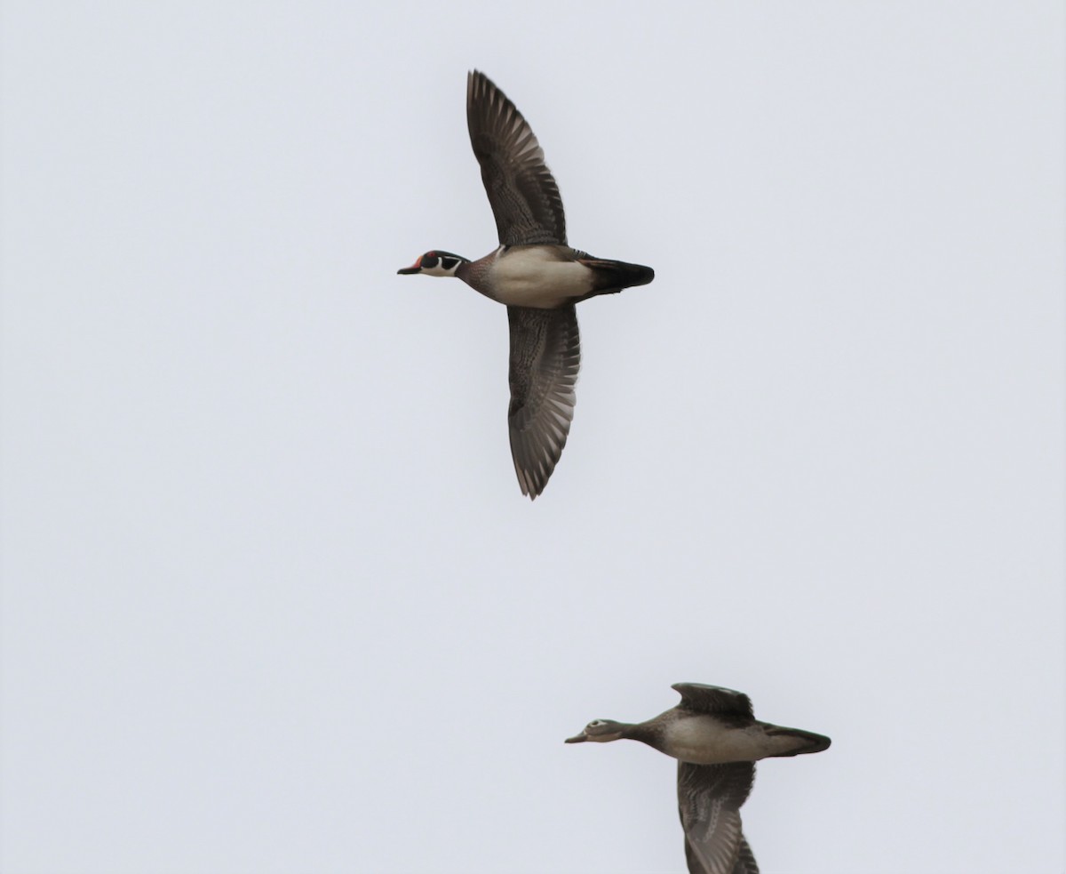 Wood Duck - ML410329941