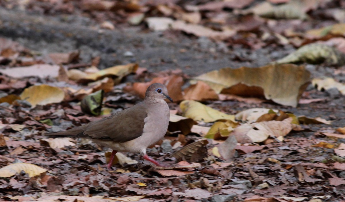 White-tipped Dove - ML41033001