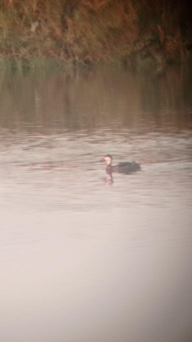 White-cheeked Pintail - ML410330031