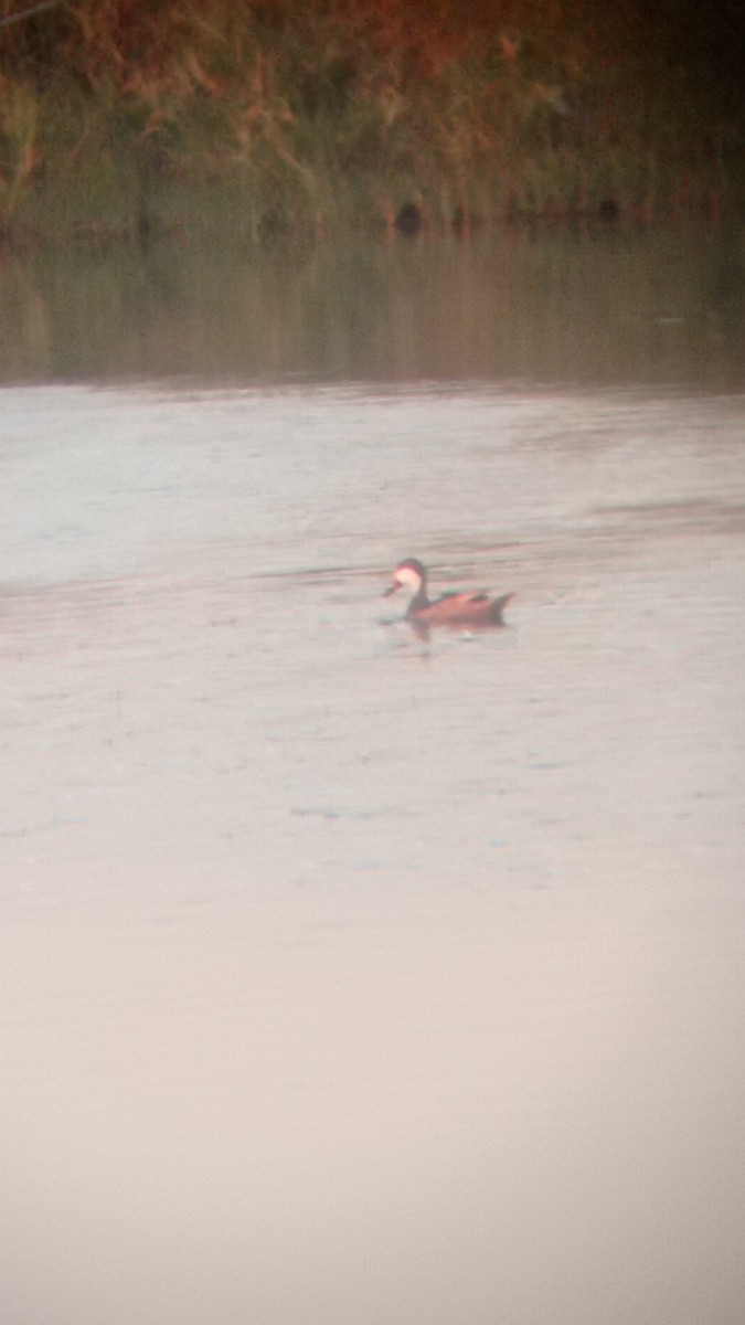 White-cheeked Pintail - ML410330041