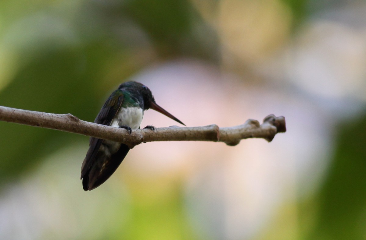 Snowy-bellied Hummingbird - ML41033041