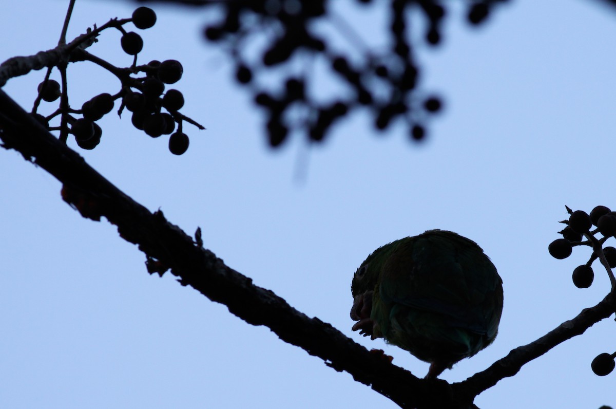 Orange-chinned Parakeet - Ian Davies