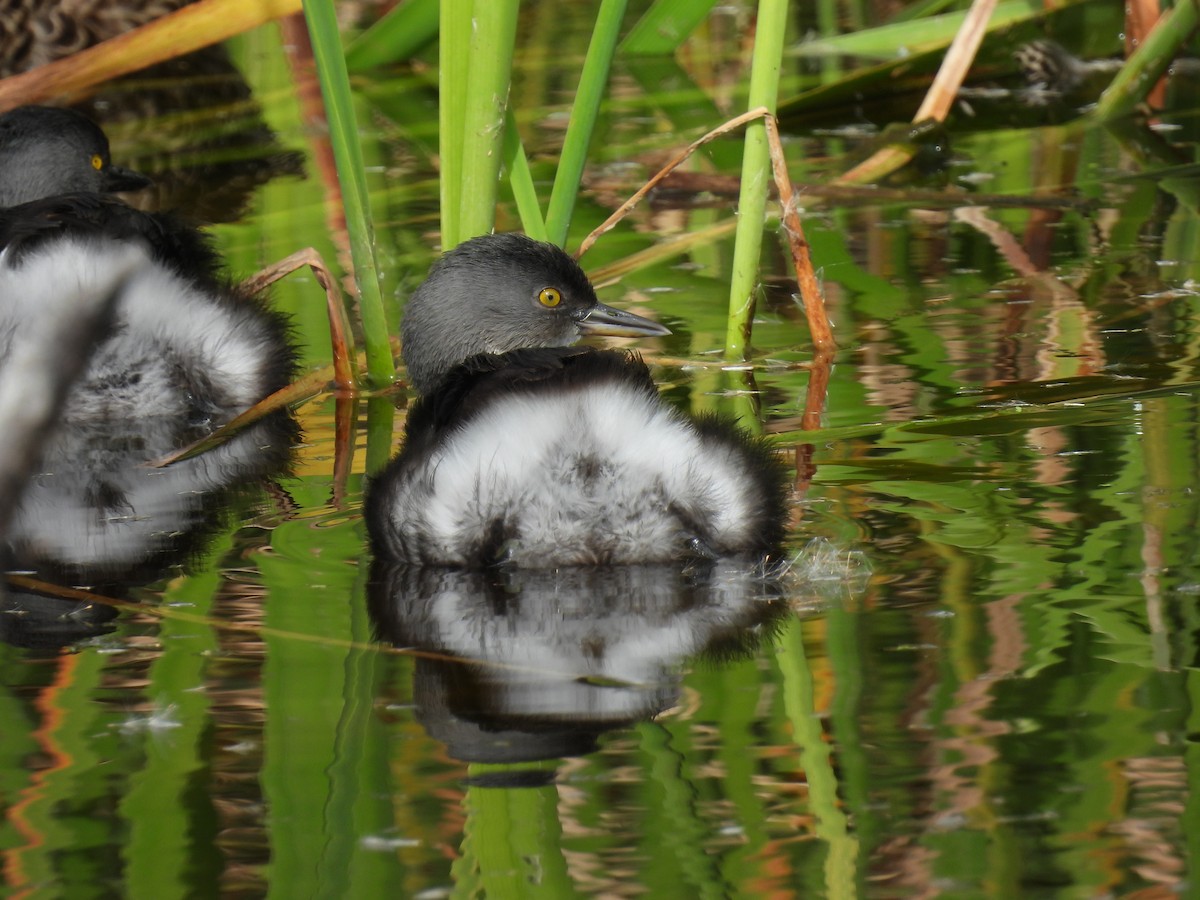 Least Grebe - Miranda Fontaine