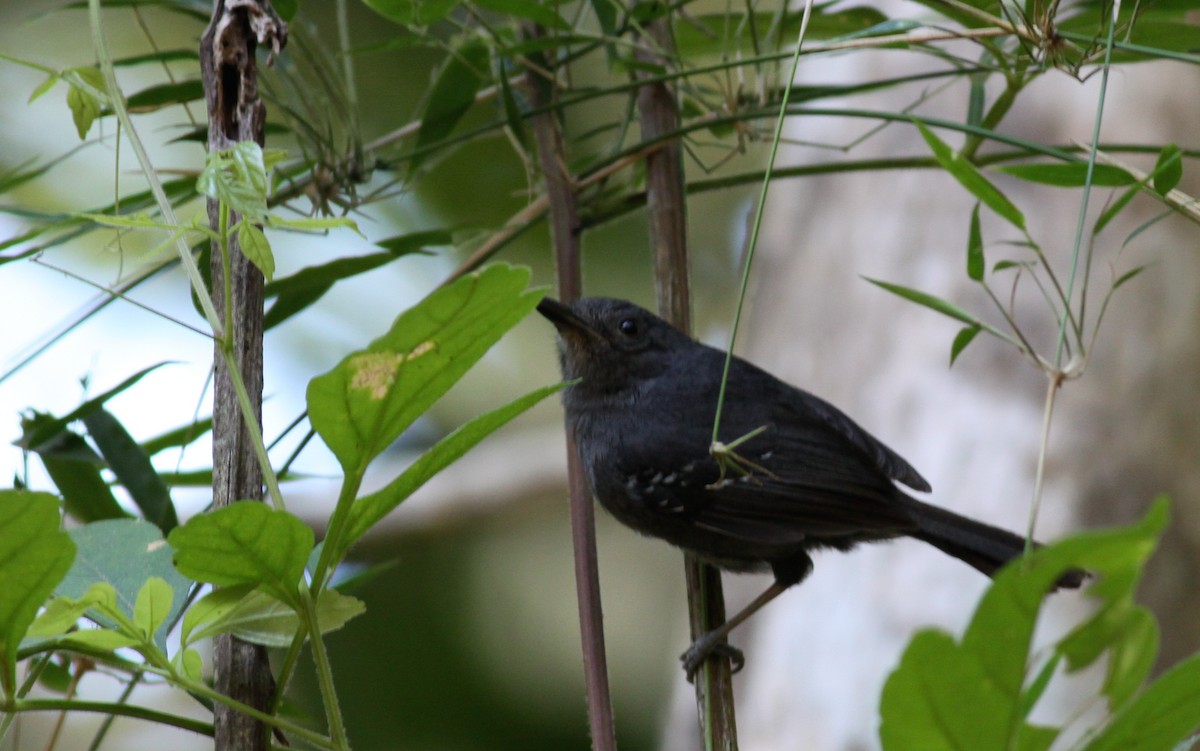 Dusky Antbird - ML41033201