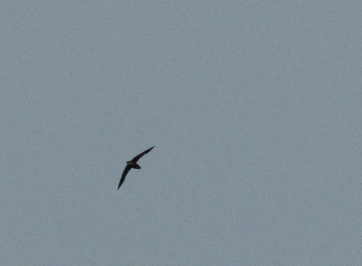 Chimney Swift - ML41033241