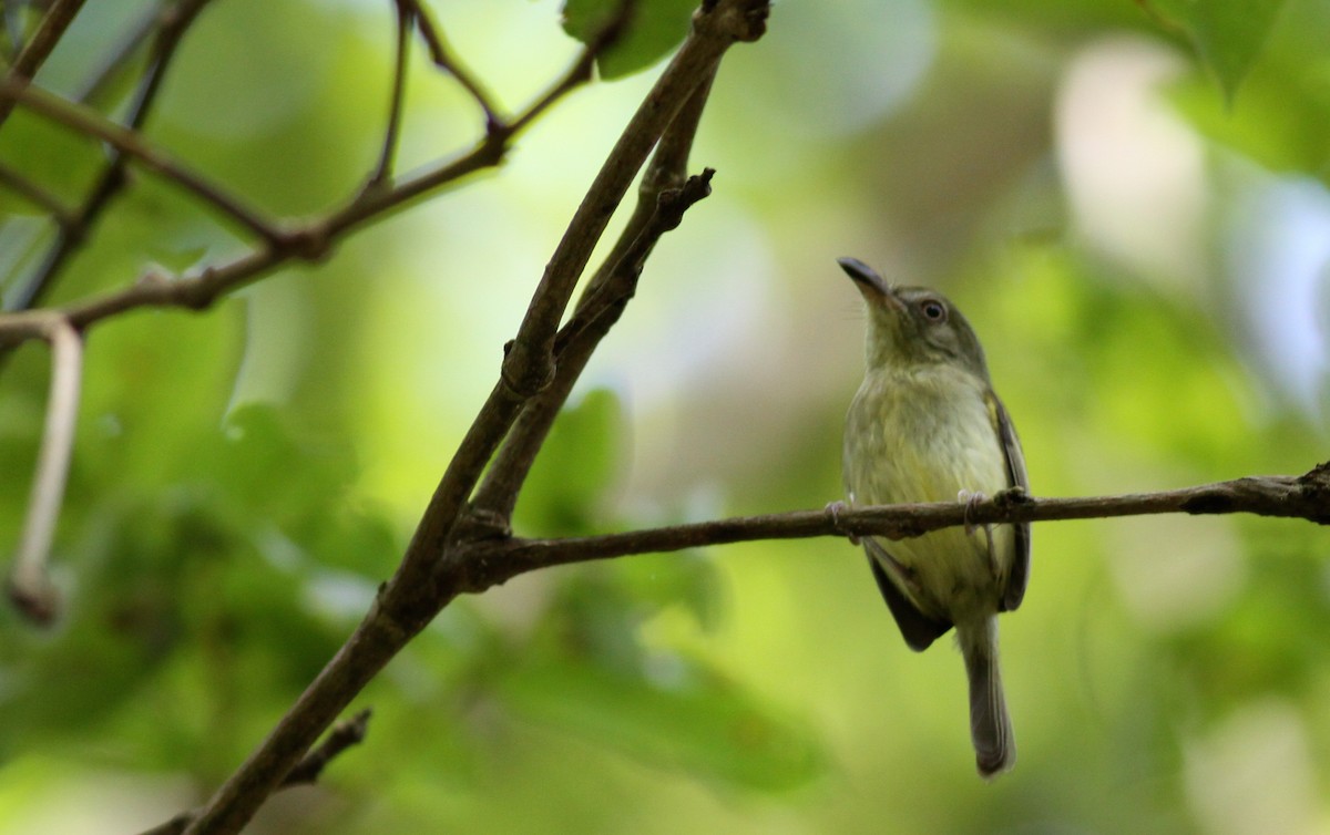 Southern Bentbill - ML41033271