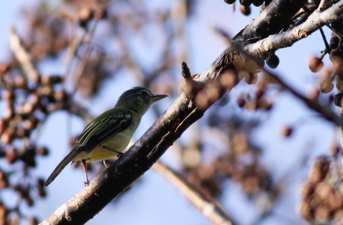 Yellow-olive Flatbill - ML41033371