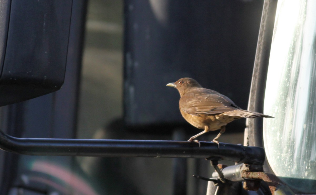 Clay-colored Thrush - ML41033441