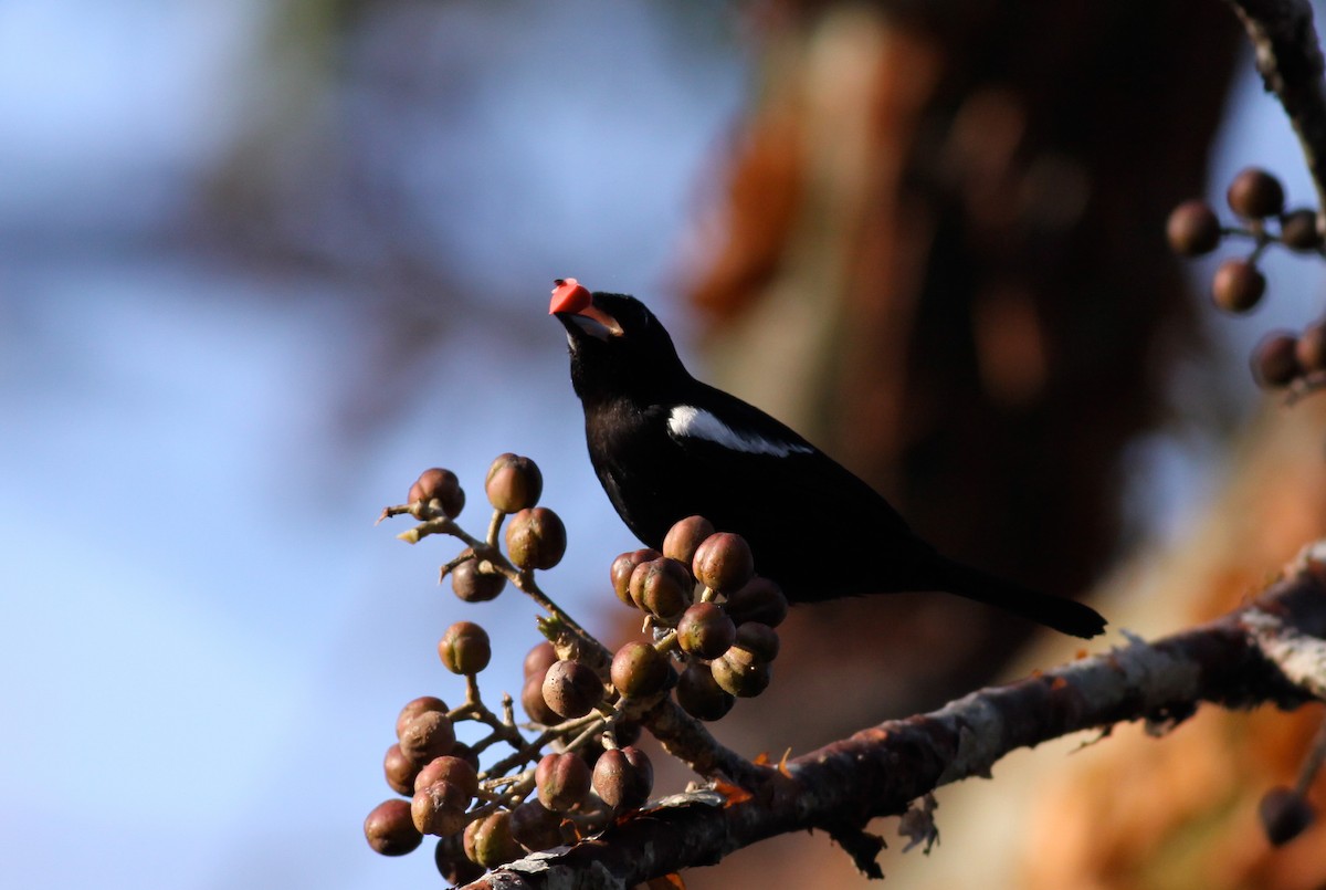 White-shouldered Tanager - ML41033461