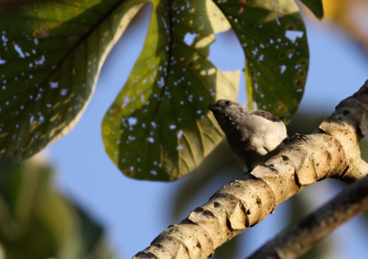 Plain-colored Tanager - ML41033511