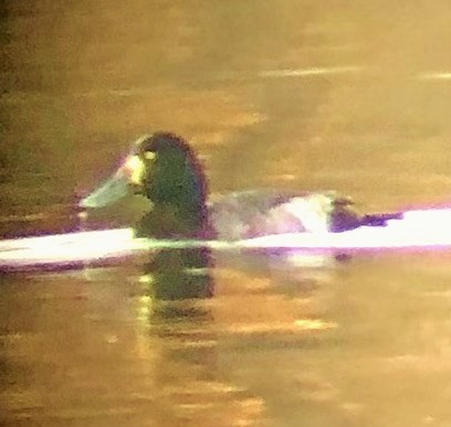 Greater Scaup - Ken Kneidel