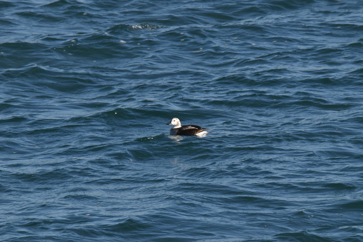 Long-tailed Duck - Rhiannon Thunell