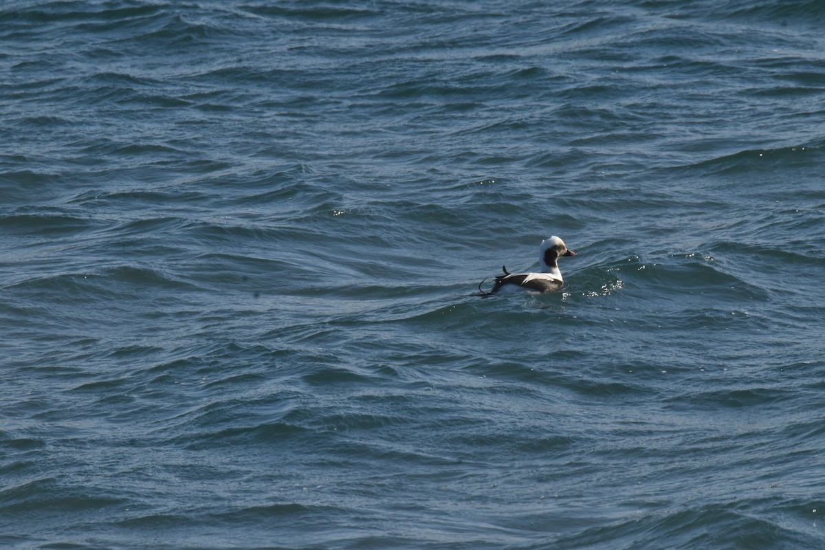 Long-tailed Duck - ML410336681