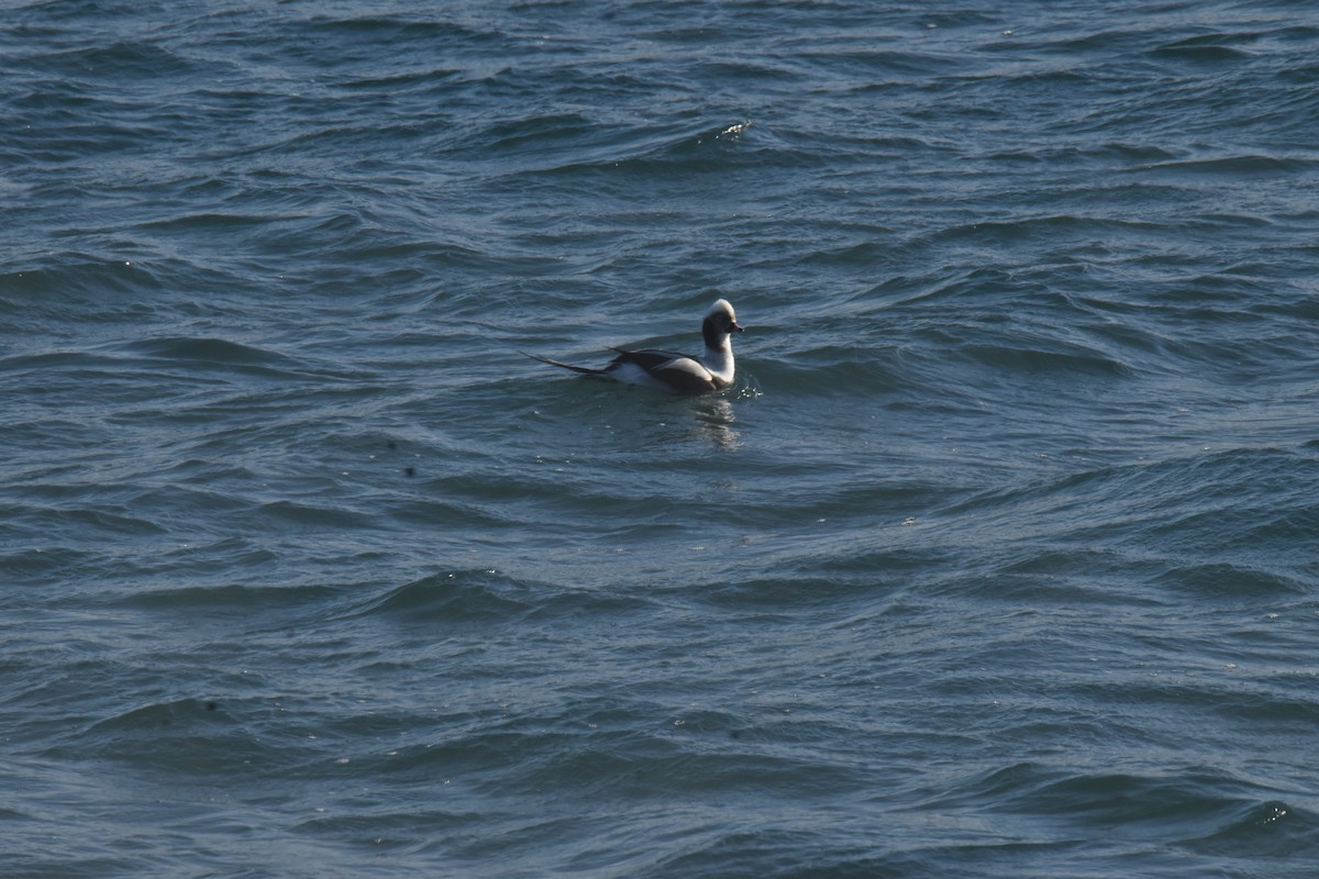Long-tailed Duck - ML410336731