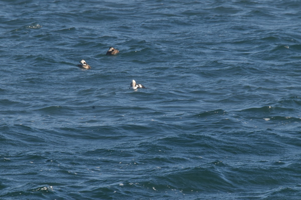 Long-tailed Duck - ML410336791