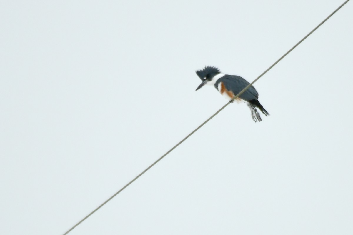 Belted Kingfisher - Ron Burkert