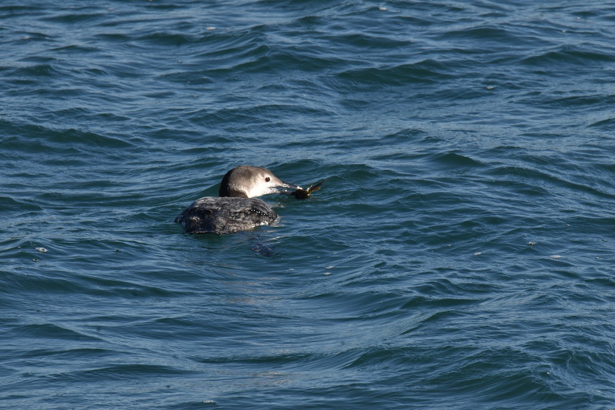 Common Loon - ML410337031