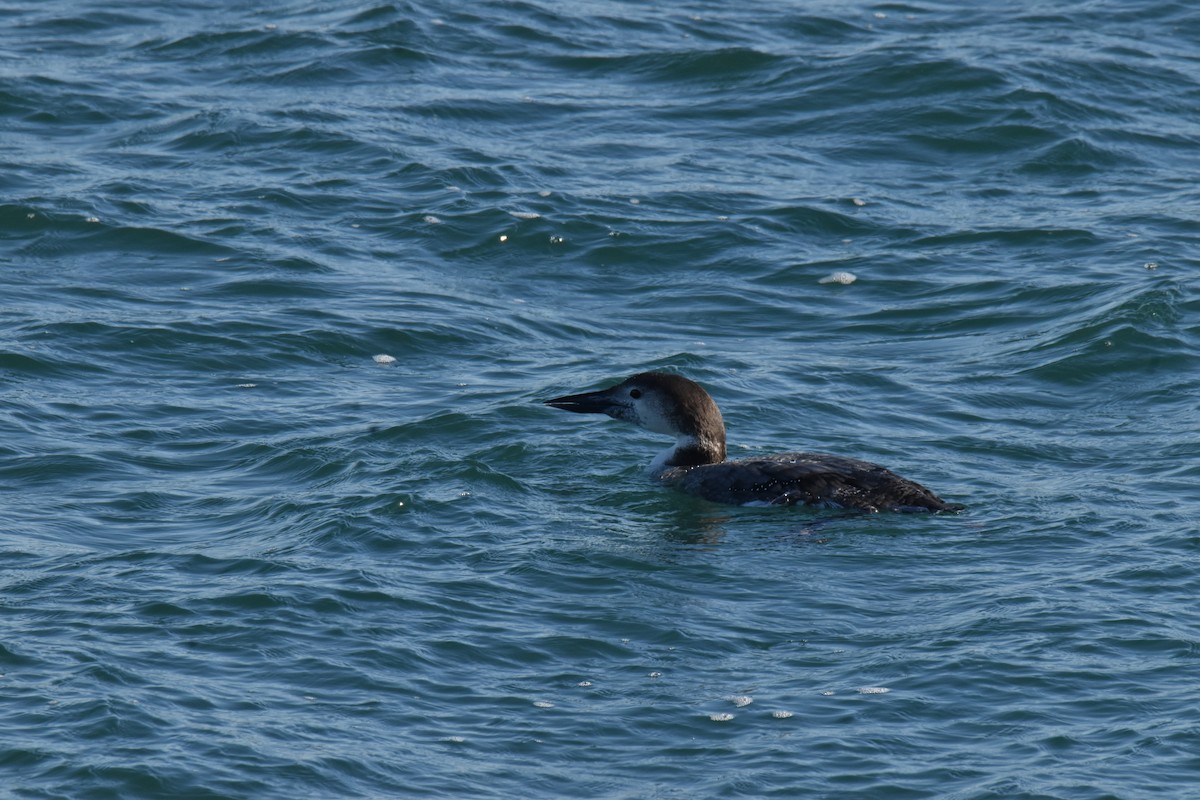 Common Loon - ML410337161