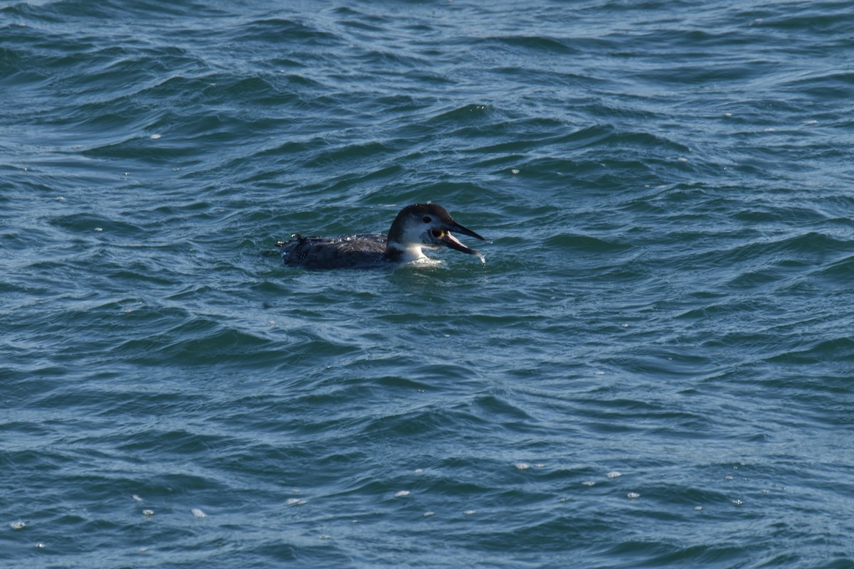 Common Loon - ML410337251