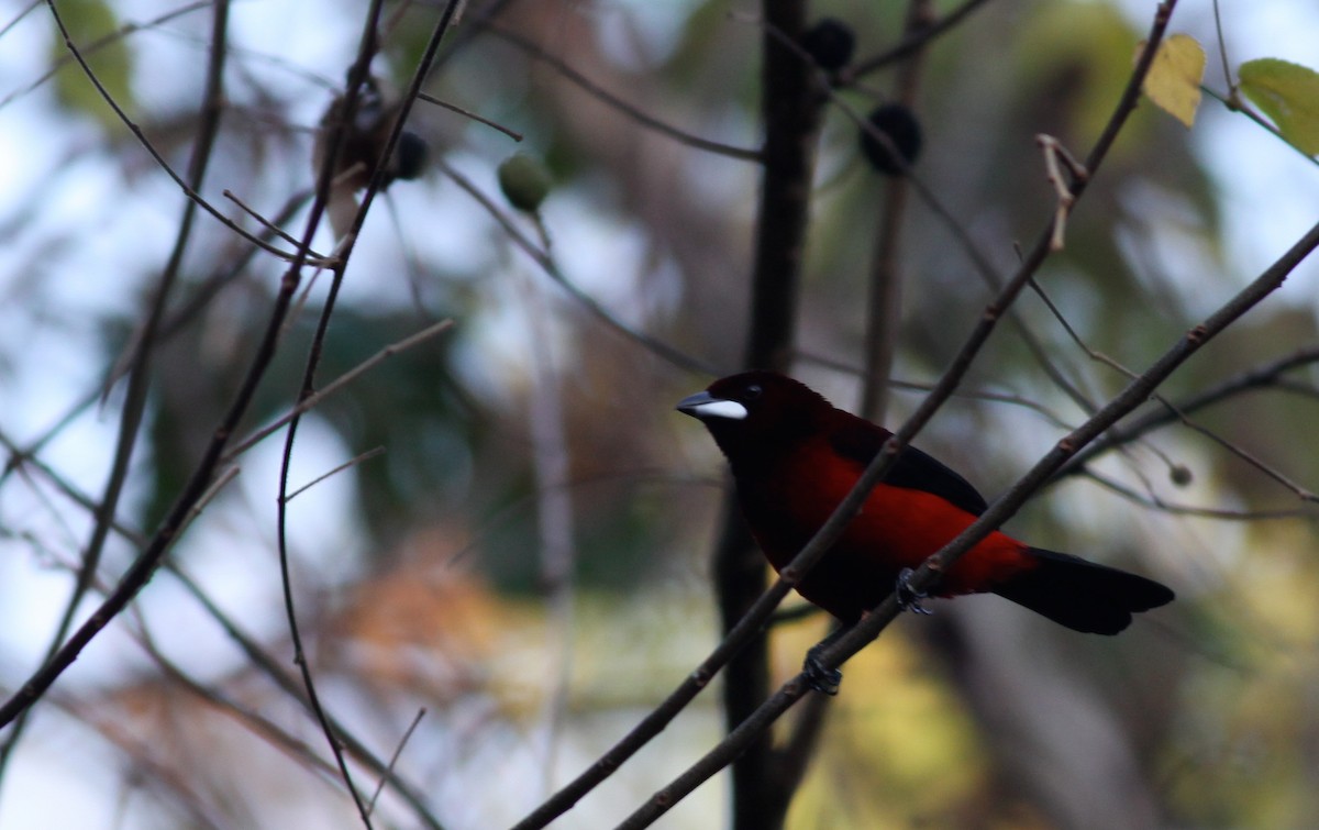 Crimson-backed Tanager - Ian Davies