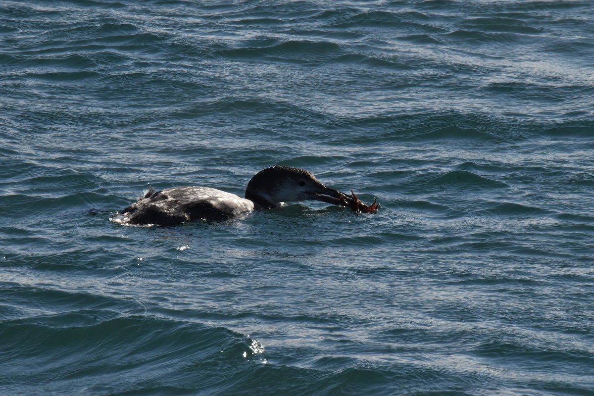 Common Loon - ML410337341