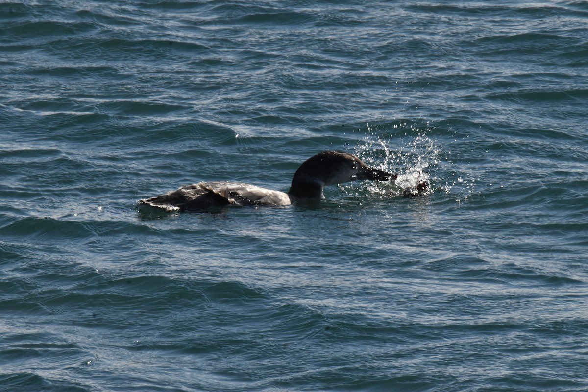 Common Loon - ML410337361