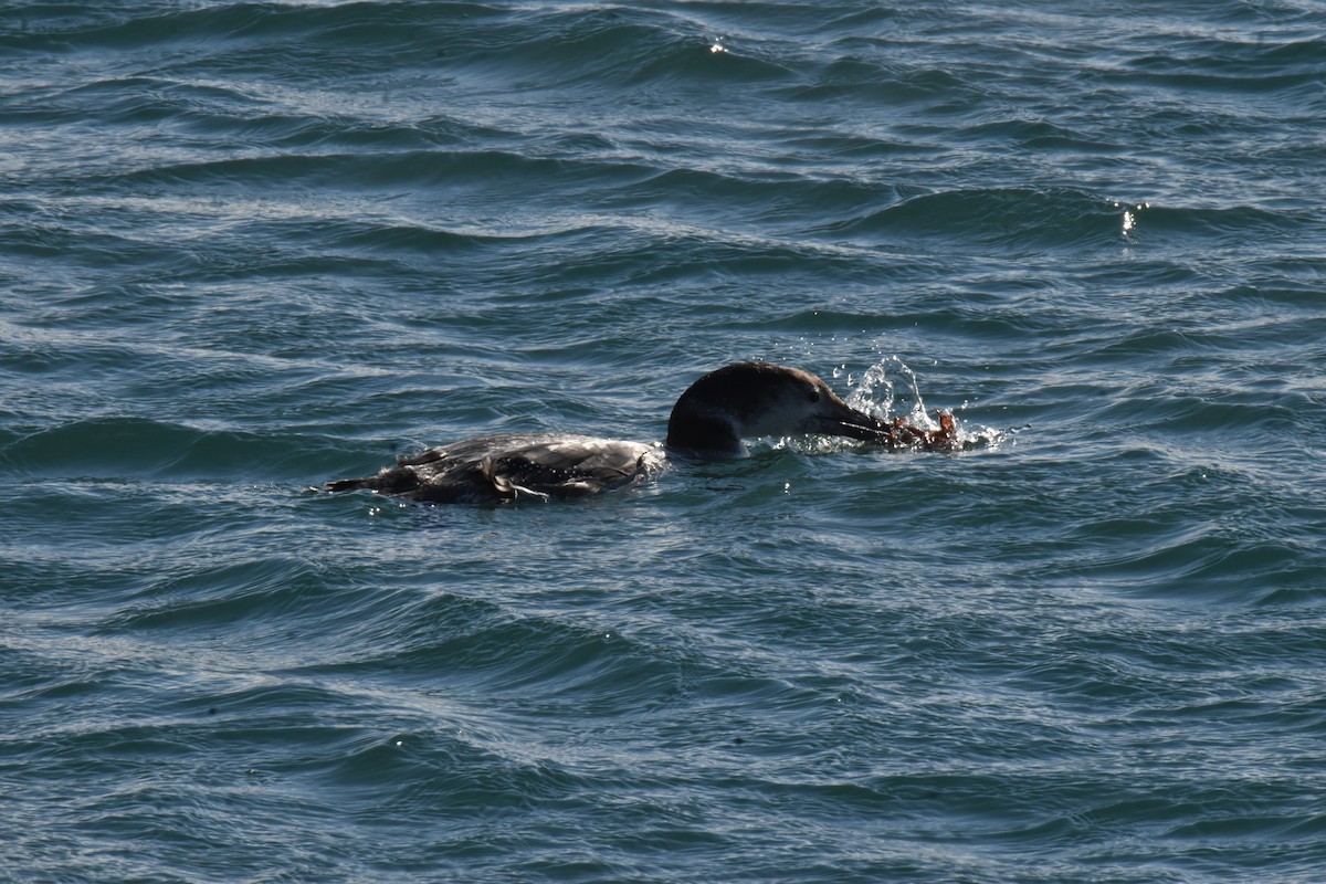 Common Loon - ML410337391