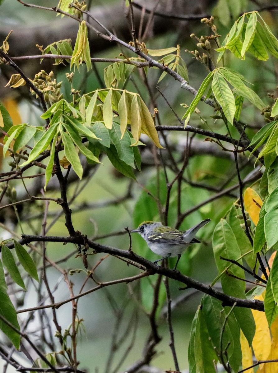 Chestnut-sided Warbler - ML410337411