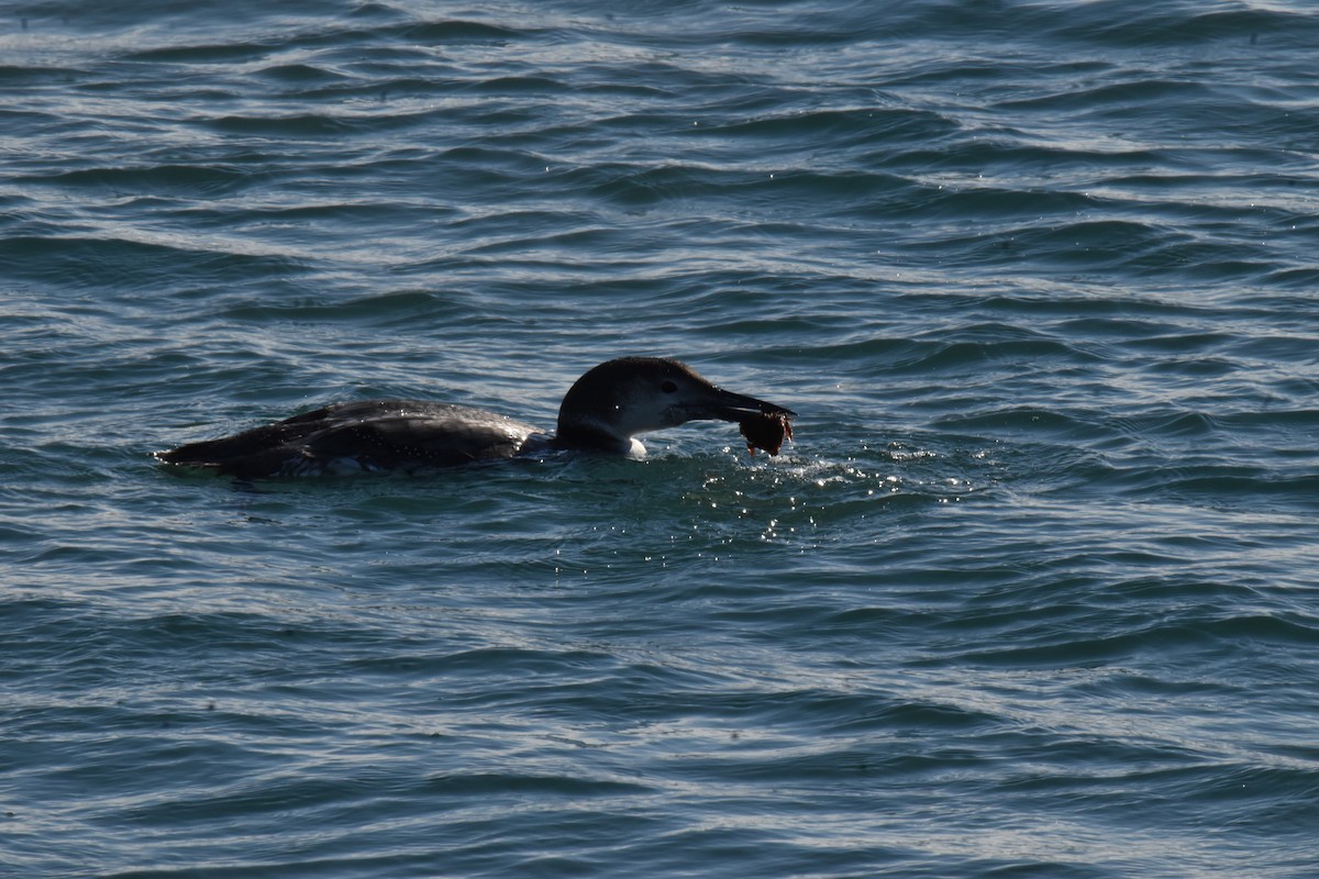 Common Loon - ML410337471