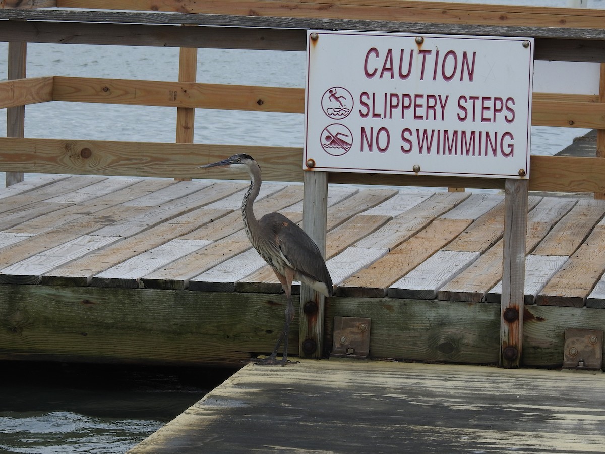 Great Blue Heron - ML410338101