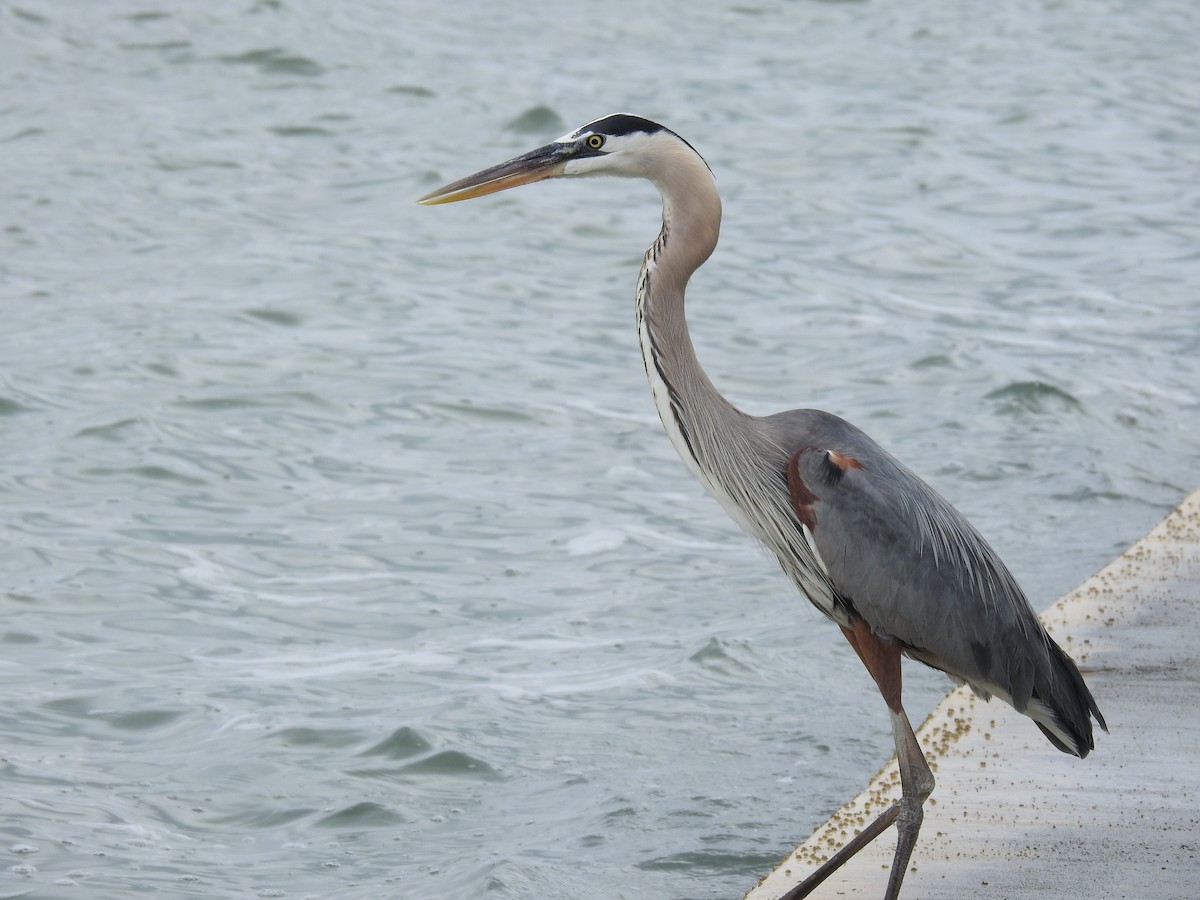 Great Blue Heron - ML410338171