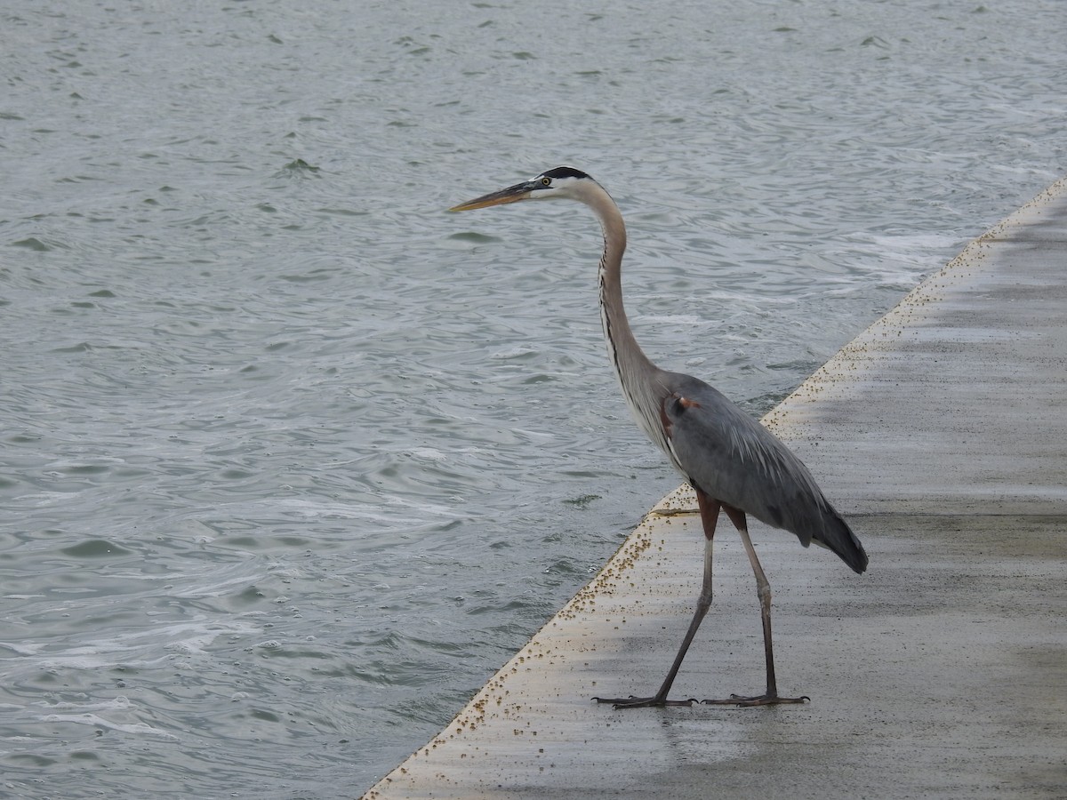 Great Blue Heron - ML410338221