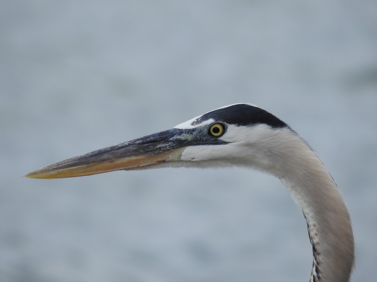 Great Blue Heron - ML410338271