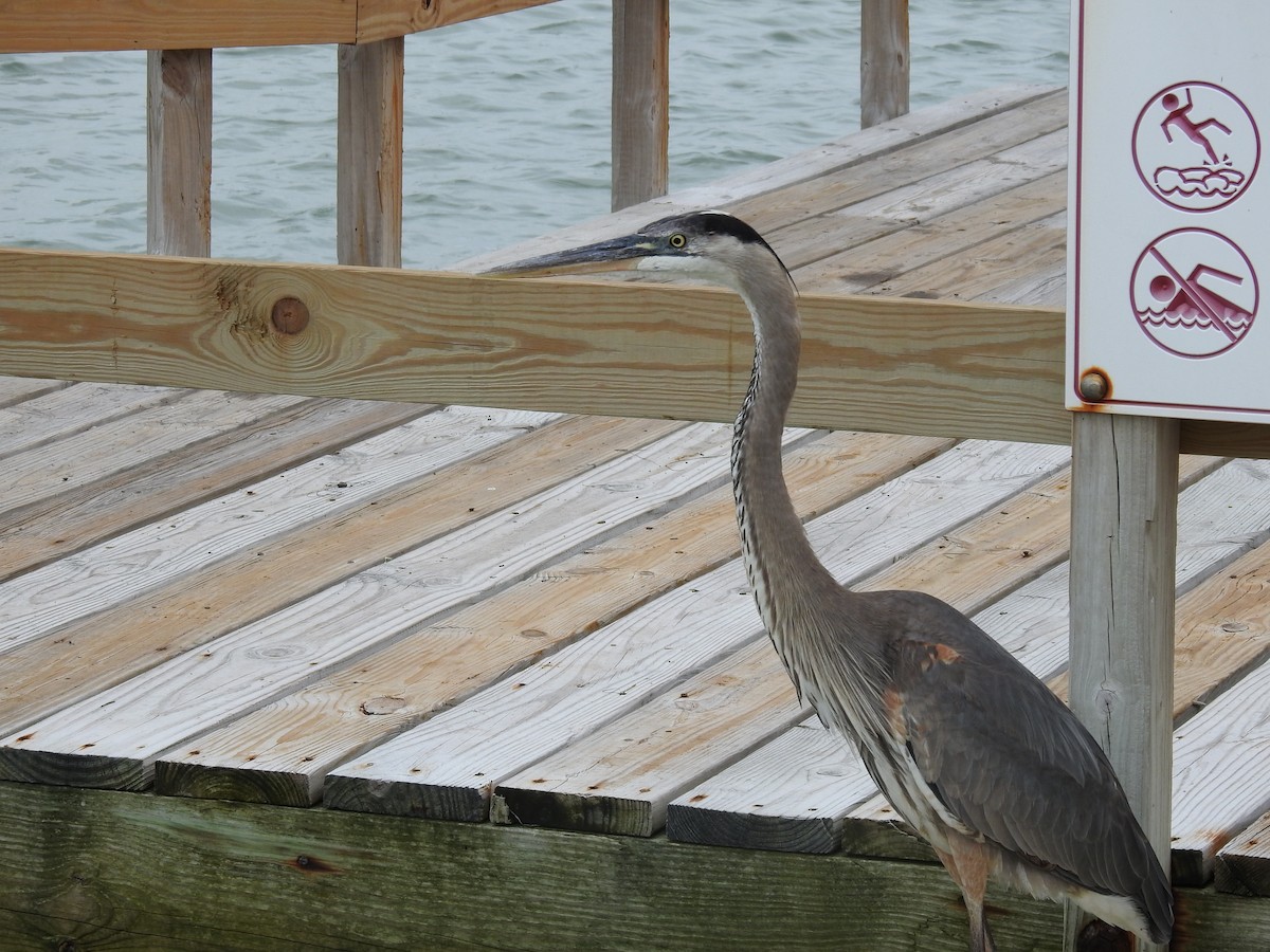 Great Blue Heron - Kevin Long