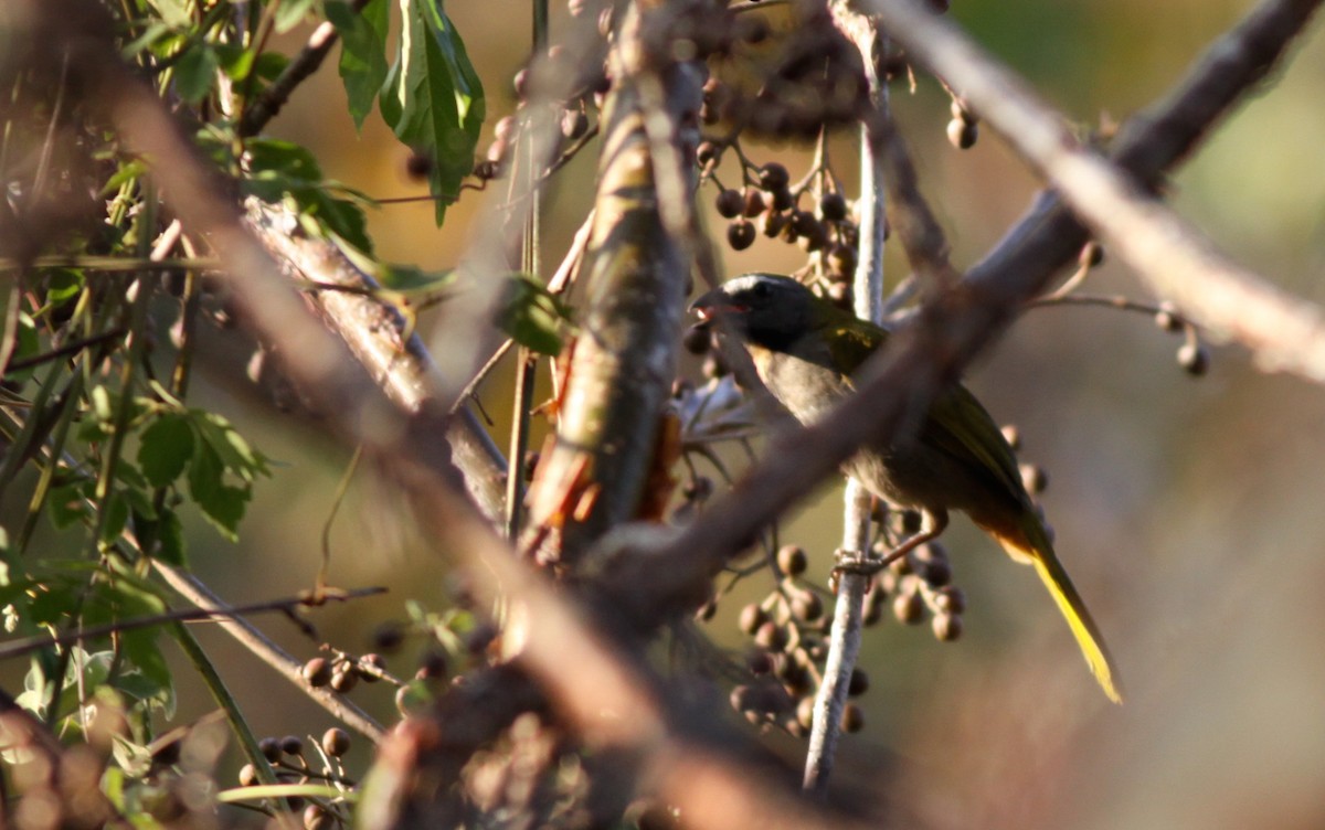 Saltator des grands-bois - ML41033841