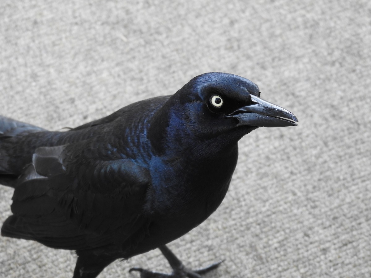 Great-tailed Grackle - ML410338521