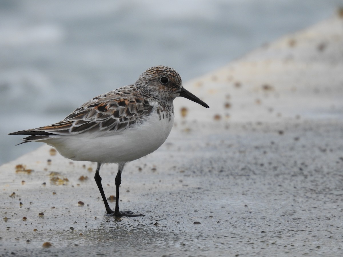 Sanderling - ML410339001