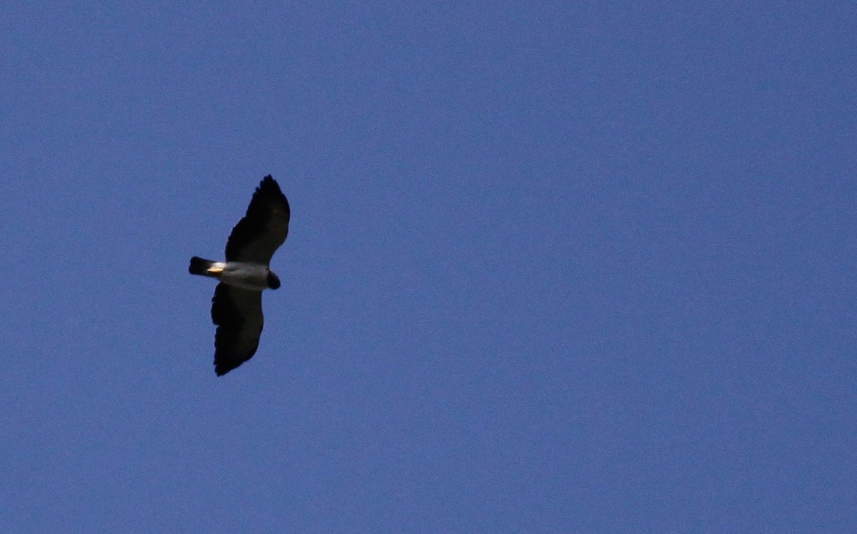 Short-tailed Hawk - Ian Davies